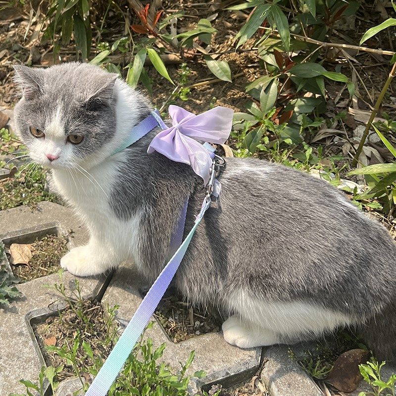 猫咪牵引绳防挣脱外出专用神器遛猫绳兔子绳狗链子可调节宠物用品,宠物/宠物食品及用品,猫牵引绳,淘宝优惠券,粉丝福利购,淘宝优惠卷