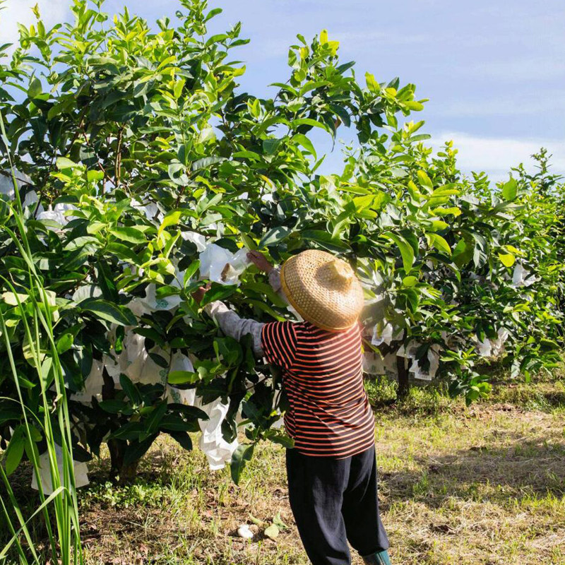 莲雾套袋专用袋 莲雾专用套袋 莲雾防虫袋莲雾水果套袋专用袋保护,鲜花速递/花卉仿真/绿植园艺,其它园艺用品,淘宝优惠券,粉丝福利购,淘宝优惠卷