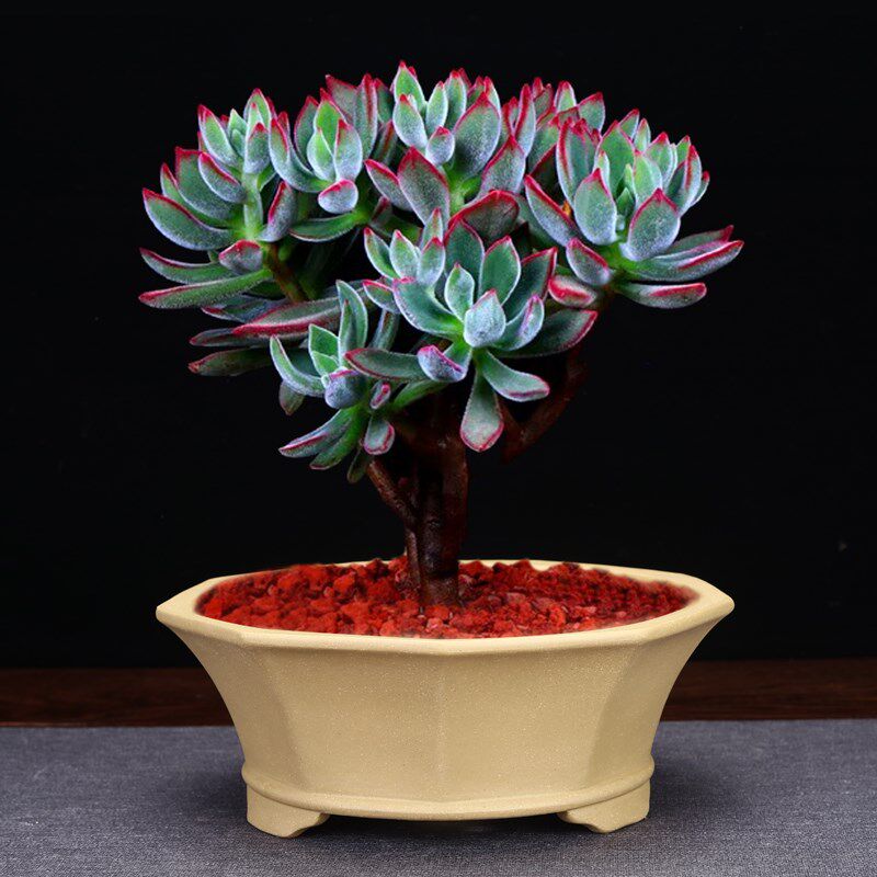 紫砂兰花盆古典陶瓷中等矮种室内桌面摆设圆形大口径多肉菖蒲包邮