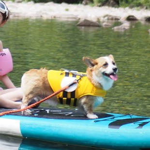 宠物狗狗泳衣夏天游泳专用救生衣柯基海边泳池玩水浮力衣服可牵引