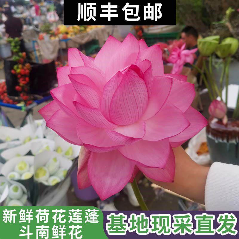 睡莲新鲜荷花鲜花云南昆明斗南基地直发室内水培鲜切花粉色睡莲花