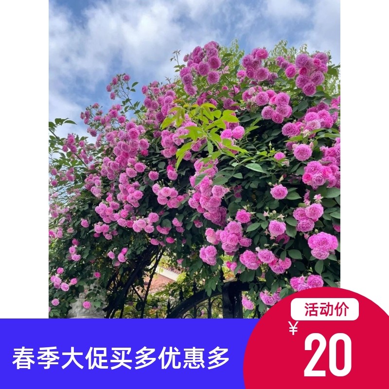 十姐妹蔷薇花苗爬藤月季阳台庭院花墙四季耐寒无刺蔷薇七姐妹粉色,鲜花速递/花卉仿真/绿植园艺,月季/蔷薇/玫瑰,淘宝优惠券,粉丝福利购,淘宝优惠卷
