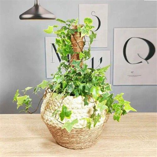 Plant Vine Traction Climbing t Natural Coconut Palm Rod