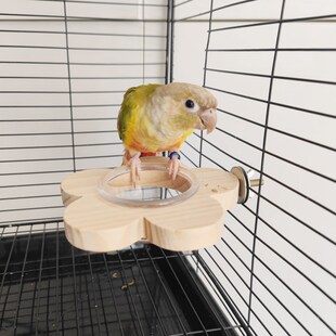 牡丹玄凤小太凯克阳鹦鹉鸟分离饮水饲料喂食杯盒盆休息玩耍站台棒