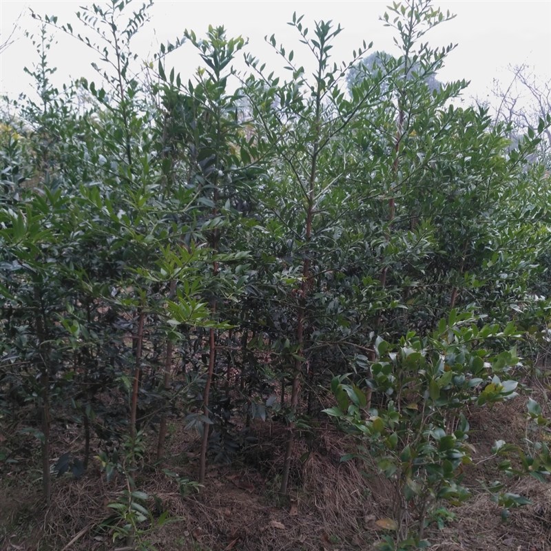 名贵竹柏树苗常绿罗汉松科竹柏树别墅种植绿化苗木驱蚊常青花木树