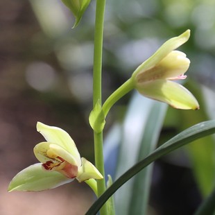 夏皇梅 建兰八大名品正格梅瓣四季兰 老种名贵南靖兰花苗夏带花苞