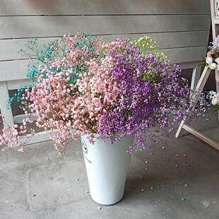 鲜花满天星可做干花 满天星花束真花插花勿忘我 文艺七夕母亲节