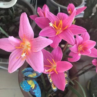 10棵粉色风雨兰花苗盆栽阳台花园葱兰四季花卉植物韭菜兰花沿阶草