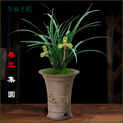 浓香兰花 老种春兰集圆四大天王老十圆梅 中矮细叶兰草 名贵花卉