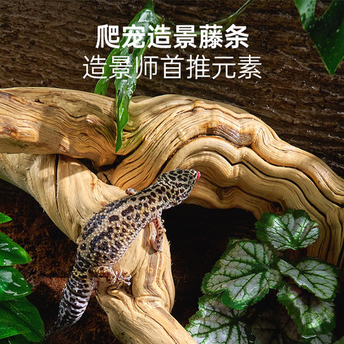 爬箱造景藤条实木藤蔓饲养缸装饰天然霸王藤木鬃狮蜥守宫蜥蜴攀爬