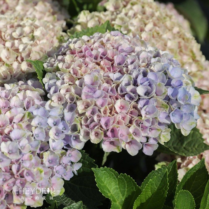 海蒂的花园 魔幻革命紧凑大花绣球花可调色阳台庭院盆栽花卉植物,鲜花速递/花卉仿真/绿植园艺,绣球/木绣球/木本植物,淘宝优惠券,粉丝福利购,淘宝优惠卷
