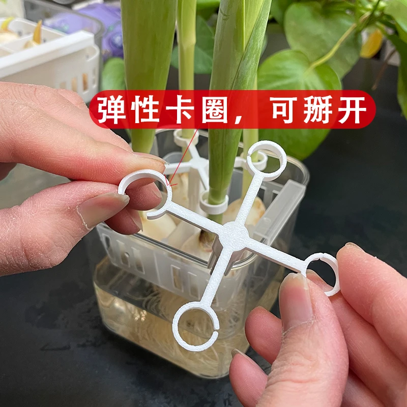 水培郁金香养花专用防倒支架支撑郁金香长高后东倒西歪架子固定器