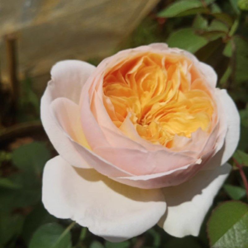 朱丽叶月季花苗开花特大花橘黄玫瑰花室内阳台四季盆栽花卉绿植,鲜花速递/花卉仿真/绿植园艺,月季/蔷薇/玫瑰,淘宝优惠券,粉丝福利购,淘宝优惠卷