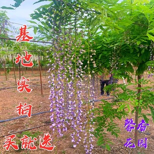 紫藤树苗四季攀援花卉爬藤绿植物庭院紫藤萝攀爬凌霄花苗多花紫藤