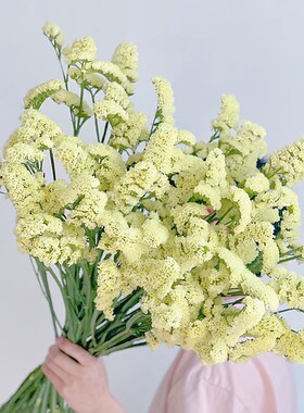 奶油黄色AA级勿忘我鲜花云南直发插花水养可做干花花期长送长辈顺