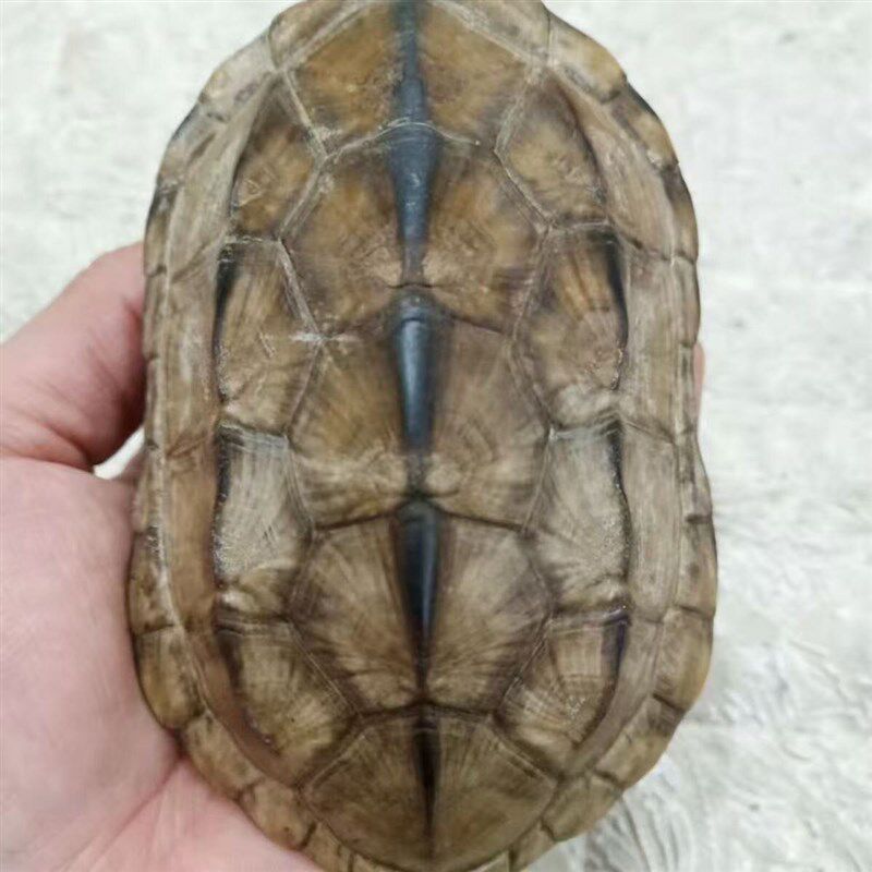 天然乌龟壳爻卦龟甲铜钱摇卦文玩六幺爻六工具易经64卦手把件摆件