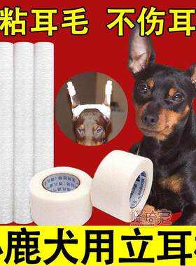 迷你杜宾小鹿犬专用立耳贴神器狗狗立耳棒辅助器绑耳朵夹子固定器