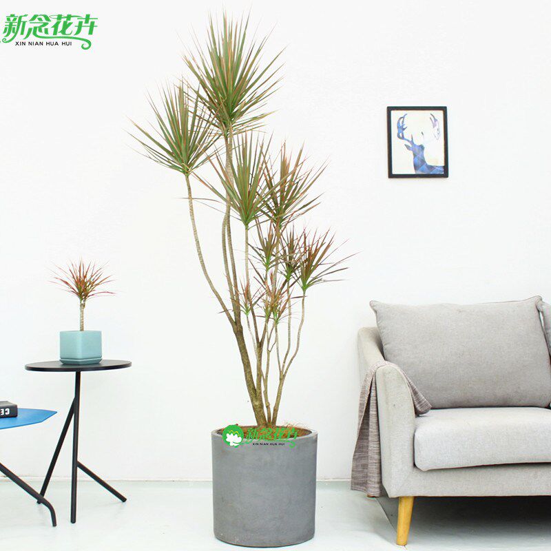 千年木大型盆栽马尾铁好养办公室客厅阳台龙血树植物室内七彩铁