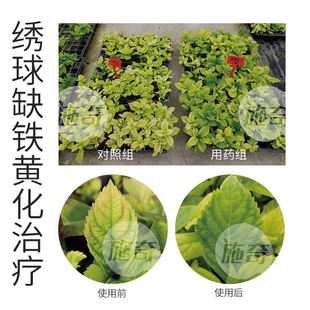 海蒂的花园施奇黄叶必治铁氨基酸微量元素肥料促根绿叶肥水溶肥料