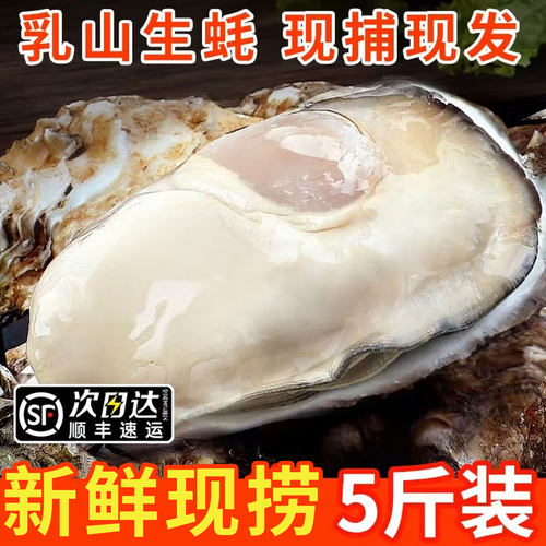 山东乳山生蚝新鲜生蚝鲜活海鲜水产海蛎子牡蛎大号5斤箱顺丰包邮