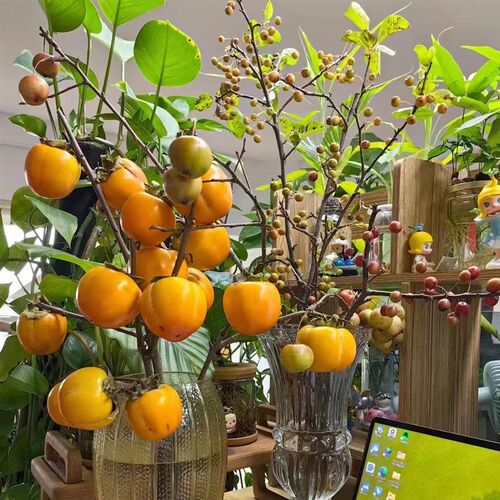 鲜切枝条 小柿子【 事事如意】水培鲜花 日常室内鲜插花云南直发