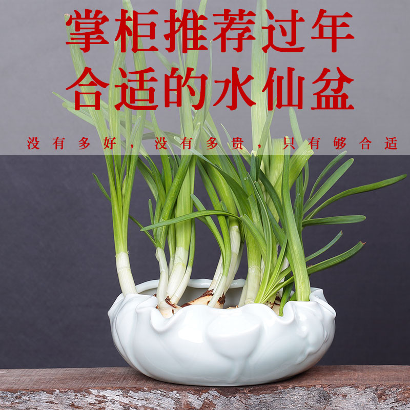 奇异水培绿萝容器水仙花盆陶瓷无孔铜钱草碗莲睡莲大号创意多肉盆