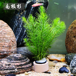 生态瓶造景水族箱鱼缸后景阴性有茎活水草泥沉木造景水草南极杉