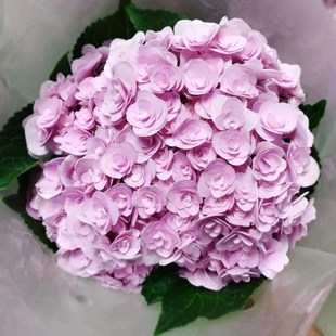 妖精之吻绣球云南基地直发家用水养鲜花室内插花鲜切花束绿植水培