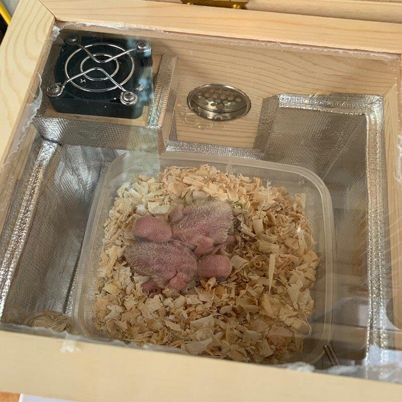鹦鹉保温箱风暖便携育雏箱鸣虫爬宠守宫手养鸟玄凤保温宠物保温箱
