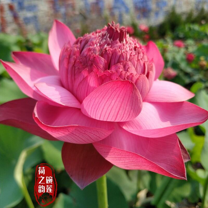 牡丹宝石大型观赏盆栽荷花碗莲种藕苗子室内阳台庭院鱼池净化空气