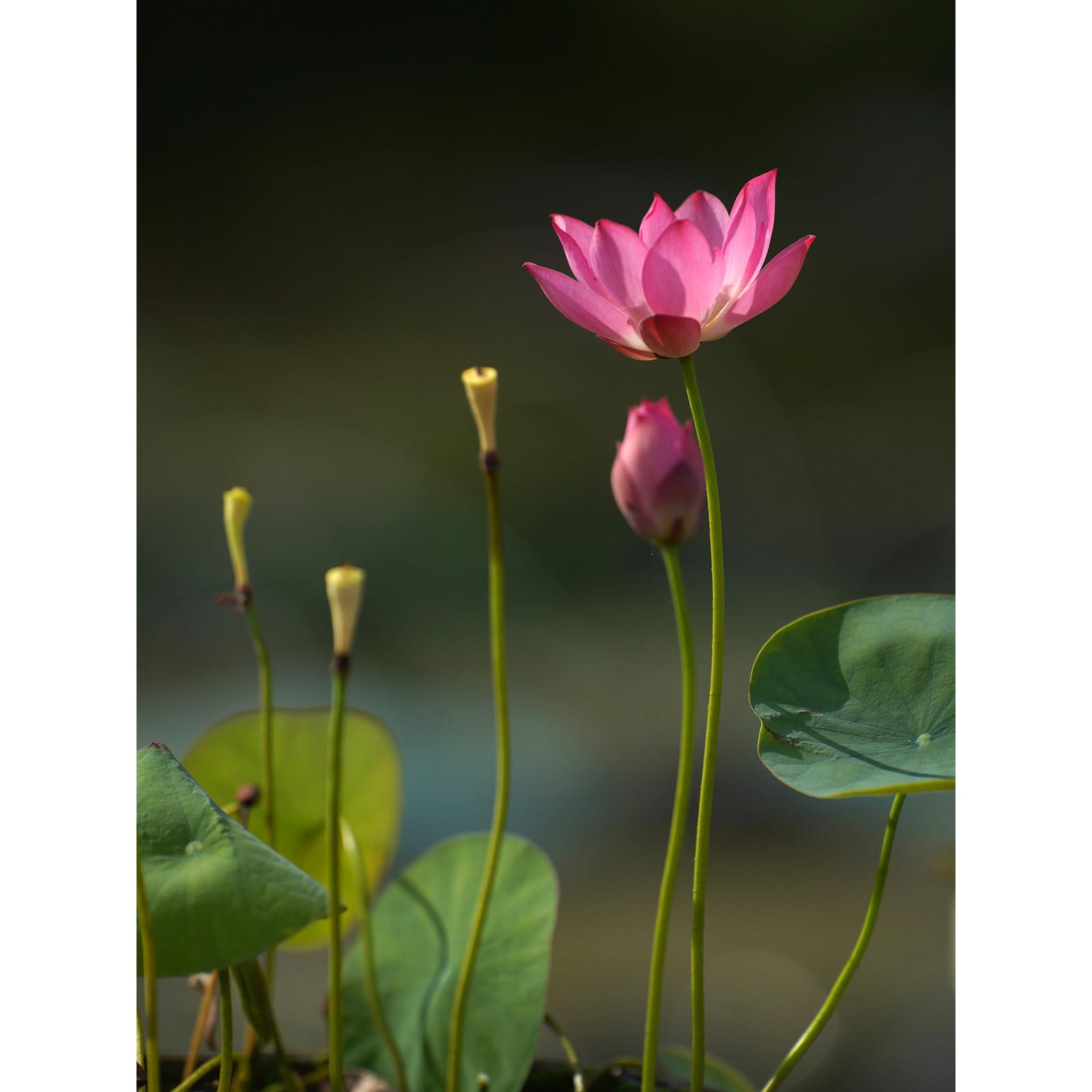 【紫仙·媚娘】周劲松小微型盆栽阳台家庭种植碗莲荷花种藕根茎苗