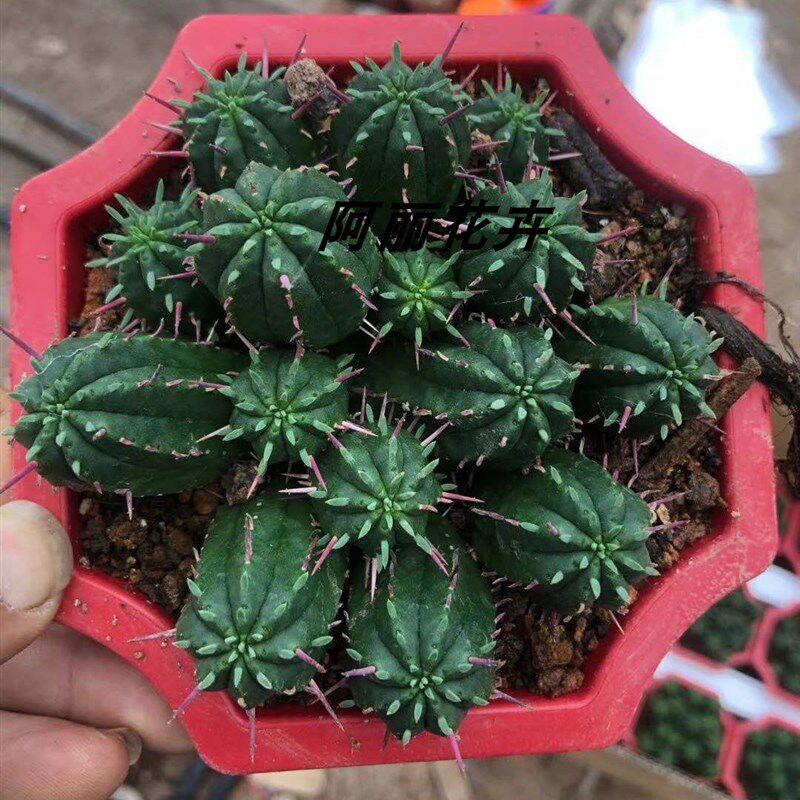 超大多头火麒麟仙人球大戟科红彩阁室内阳台防辐射含盆带土栽好