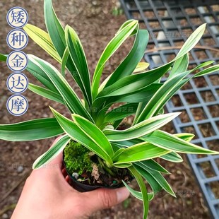 名贵金边矮种兰花苗金达摩艺小巧可爱室内客厅办公室桌面花卉绿植