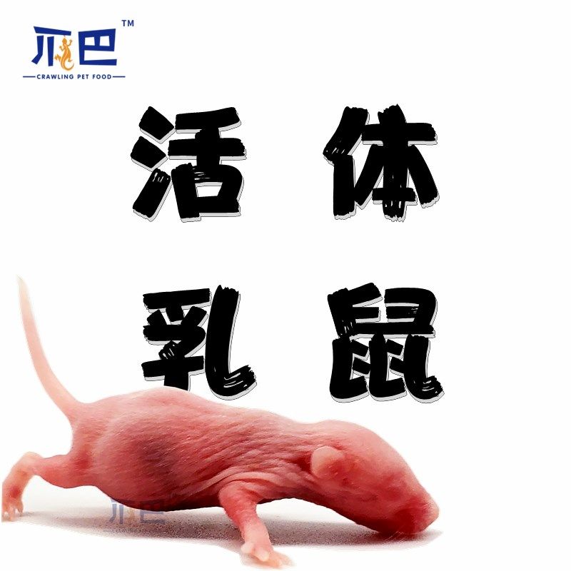 活乳鼠无菌爬宠饲料角蛙猫粮红粉皮虫小白霜食品蜥蜴守宫龟宠物蛇,宠物/宠物食品及用品,爬虫/鸣虫食物,淘宝优惠券,粉丝福利购,淘宝优惠卷
