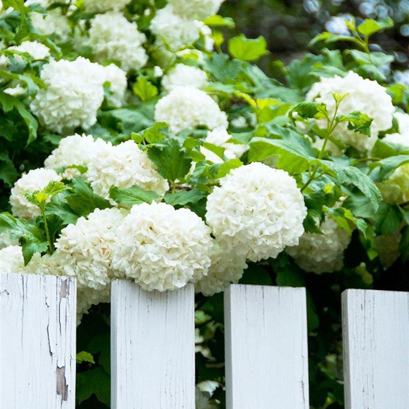 进口欧洲玫瑰木绣球耐热耐寒庭院阳台可藤可灌,鲜花速递/花卉仿真/绿植园艺,绣球/木绣球/木本植物,淘宝优惠券,粉丝福利购,淘宝优惠卷