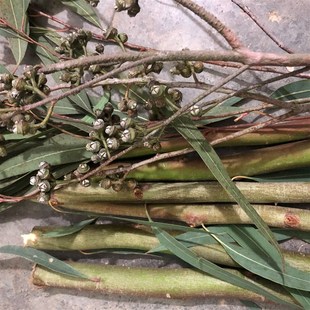 新鲜现摘桉树叶蜜袋鼯 蜜袋鼬除臭垫材用品 桉树枝小蜜的玩具