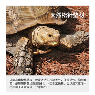 黄缘半水龟安缘龟箱造景用品套餐生态饲养环境落叶松针竹叶垫材