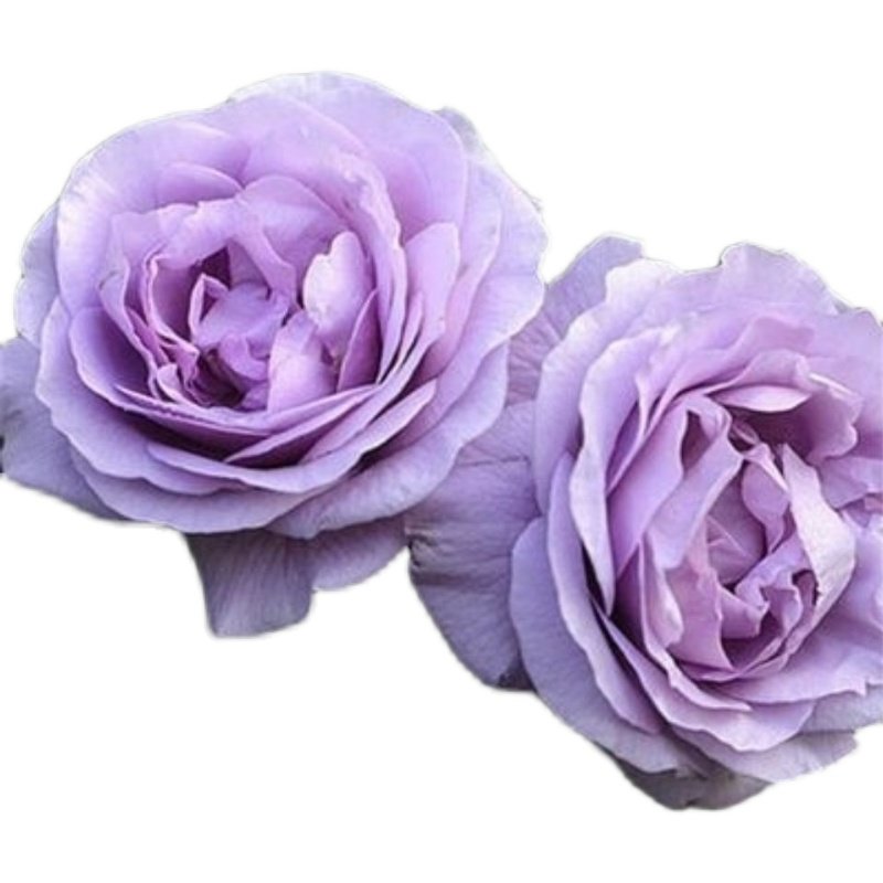 包对版欧月蓝色阴雨爬藤欧月丰花勤花月季小苗扦插苗盆栽花卉植物,鲜花速递/花卉仿真/绿植园艺,月季/蔷薇/玫瑰,淘宝优惠券,粉丝福利购,淘宝优惠卷