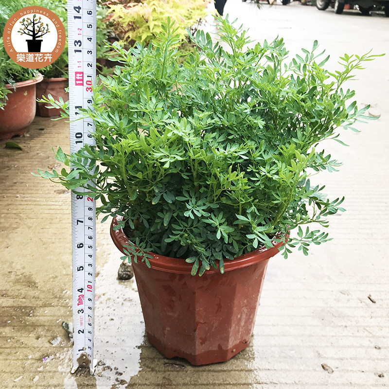 芸香草臭草植物盆栽室外阳台菜园四季花苗食用臭艾绿豆糖水驱蚊草
