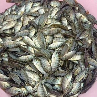 罗非鱼苗新吉富雄性非洲鲫鱼苗淡水养殖食用特大脆肉罗非鱼苗包活