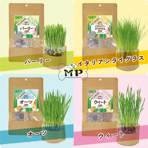 日本兔宠物小麦大麦草种栽培套餐