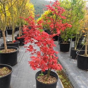 阳台花园植物纪念树四季 出猩猩枫树盆景盆栽庭院树日式 红枫树苗