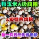 鸽粮A级有玉米鸽粮饲料信鸽育雏鸽粮鸟食斑鸠粮幼鸽饲料五斤 包邮