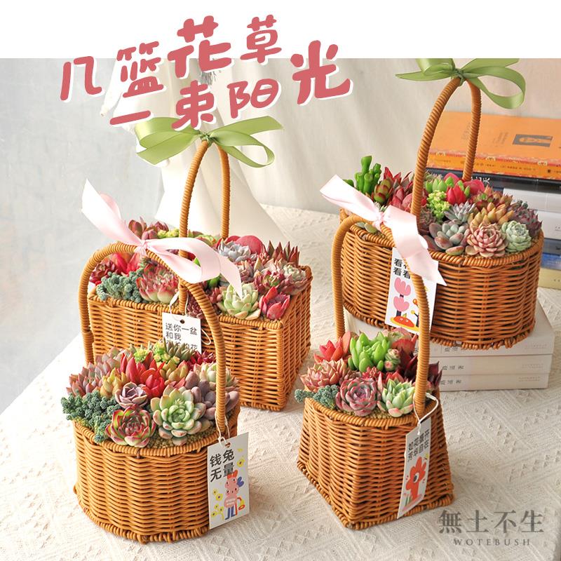 藤编花篮精品大株多肉植物室内小盆栽组合肉肉植物花卉母亲节礼物