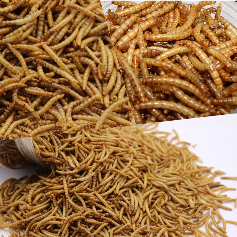 面包虫干黄粉虫干仓鼠粮食零食画眉鸟鱼饲料鱼食500克包邮,宠物/宠物食品及用品,鼠粮,淘宝优惠券,粉丝福利购,淘宝优惠卷