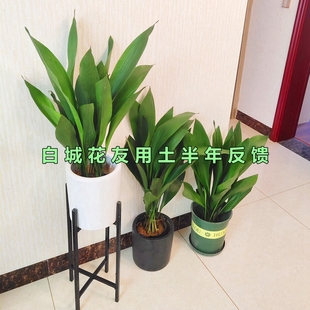 一叶兰专用土兰花养花种菜通用型营养土盆栽绿植种植土有机土特配