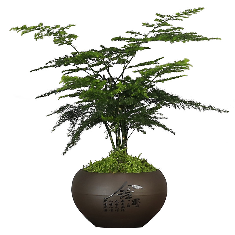 矮化文竹盆栽室内植物客厅办公室茶几桌面小绿植中式禅意云竹盆景