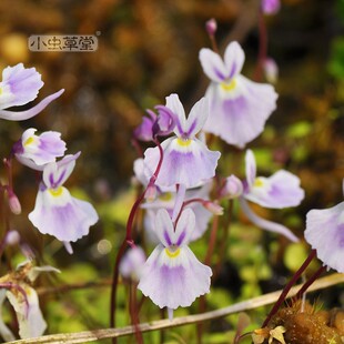 小虫草堂4直播狸藻小萼荷叶斜果食虫植物盆栽桌面室内耐阴
