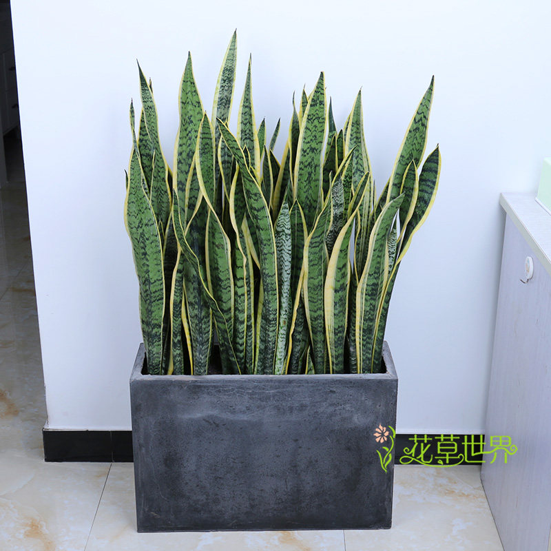 大型金边虎皮兰盆栽耐干室内绿植吸甲醛净化空气植物晚上释放氧气