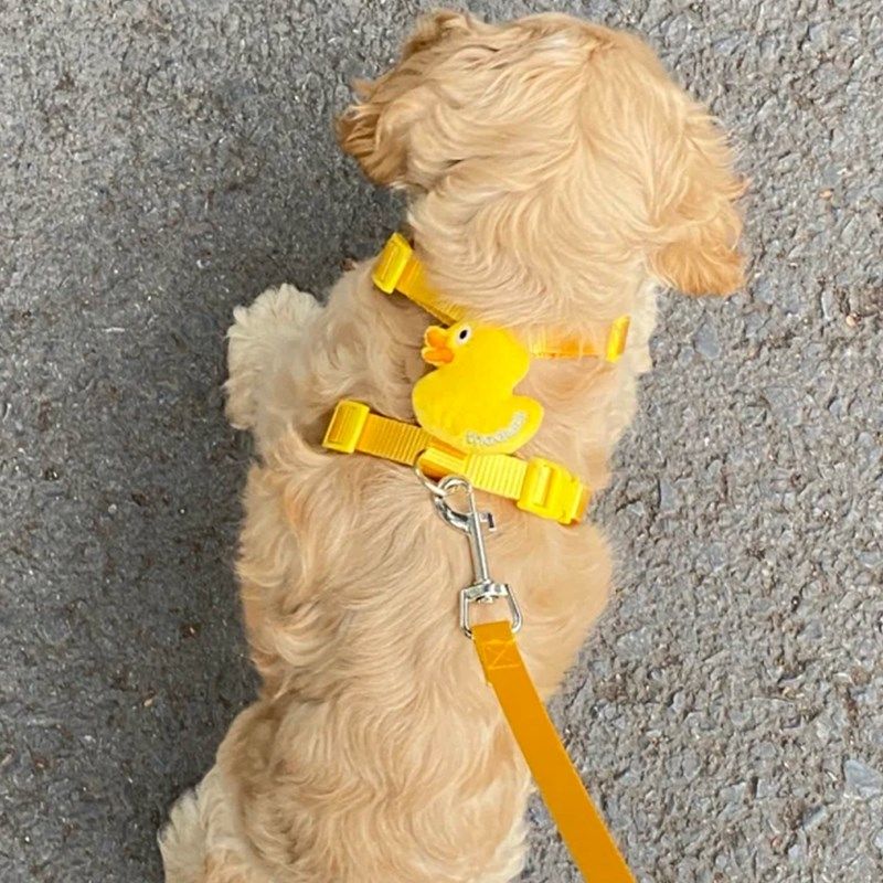 狗狗牵引绳胸背款加厚防挣脱外出专用可调节背心猫咪遛狗绳子宠物,宠物/宠物食品及用品,中筒袜,淘宝优惠券,粉丝福利购,淘宝优惠卷